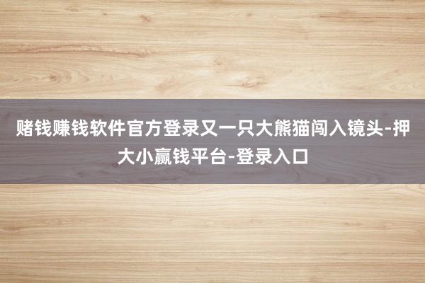 赌钱赚钱软件官方登录又一只大熊猫闯入镜头-押大小赢钱平台-登录入口